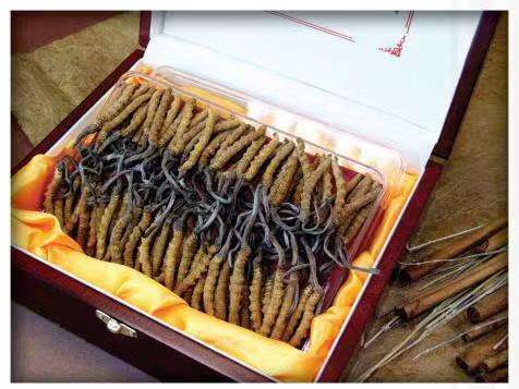 麻江冬虫夏草回收